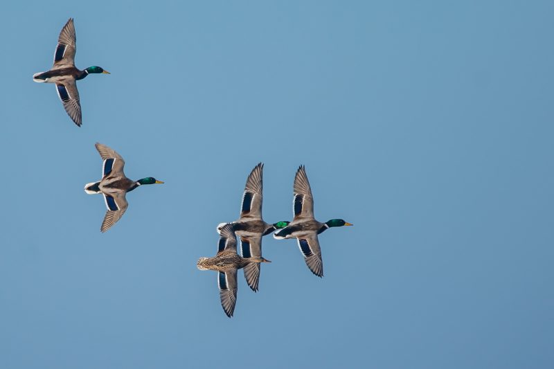 Vol de Canards colverts